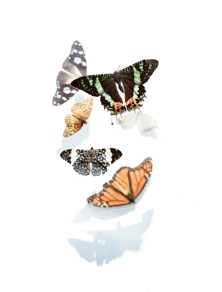 A beautiful collection of butterflies mid-flight, showcasing various colors and patterns against a white backdrop.